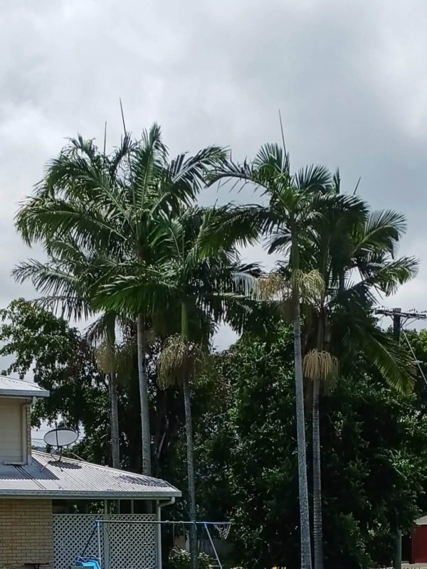 Archontophoenix alexandrae