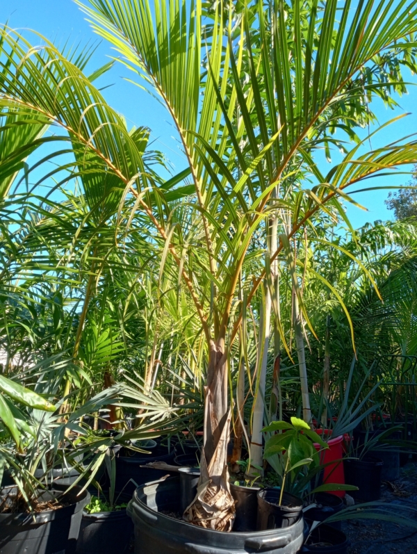 Hyophorbe verschaffeltii