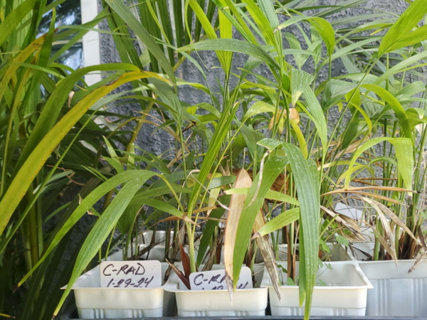 Chamaedorea radicalis