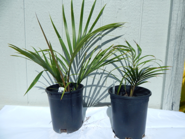 Rhopalostylis sapida