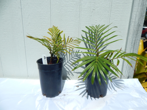 Chrysalidocarpus leptocheilos