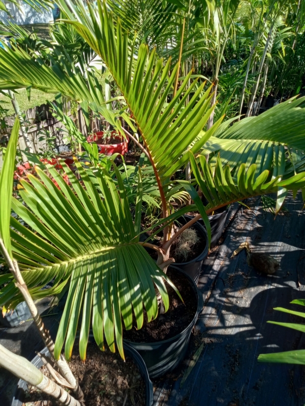 Hyophorbe lagenicaulis