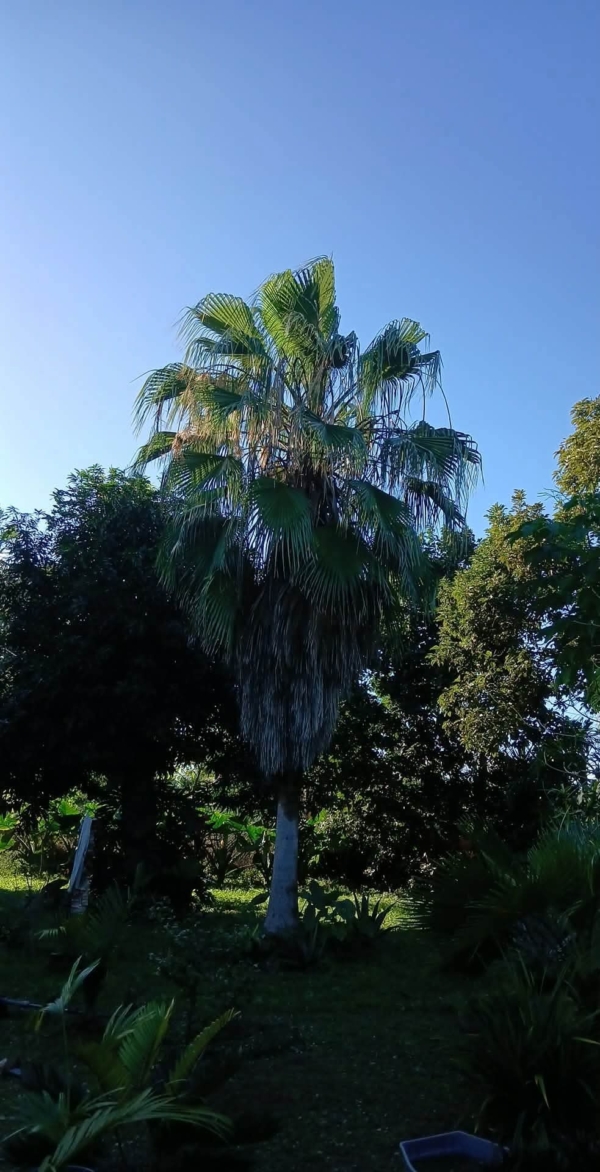 Washingtonia robusta