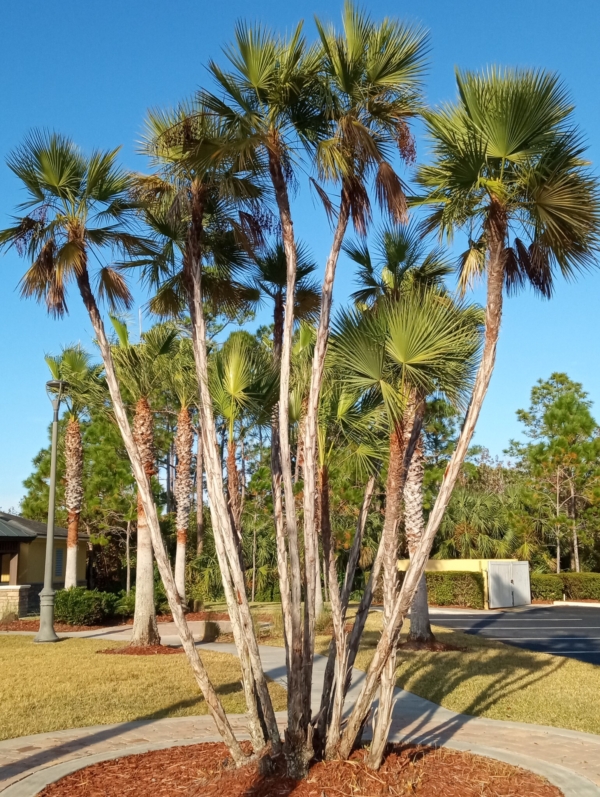 Acoelorrhaphe wrightii