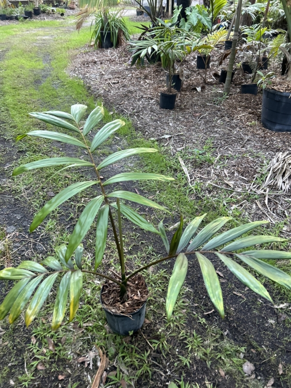 Chambeyronia macrocarpa