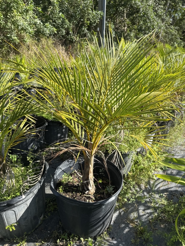 Hyophorbe verschaffeltii