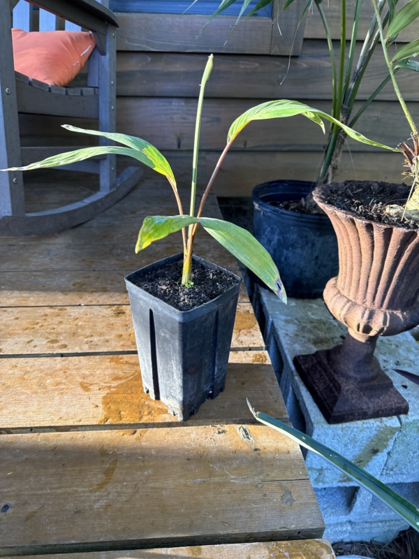 Chambeyronia macrocarpa var. hookeri