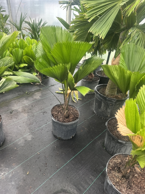 Licuala grandis