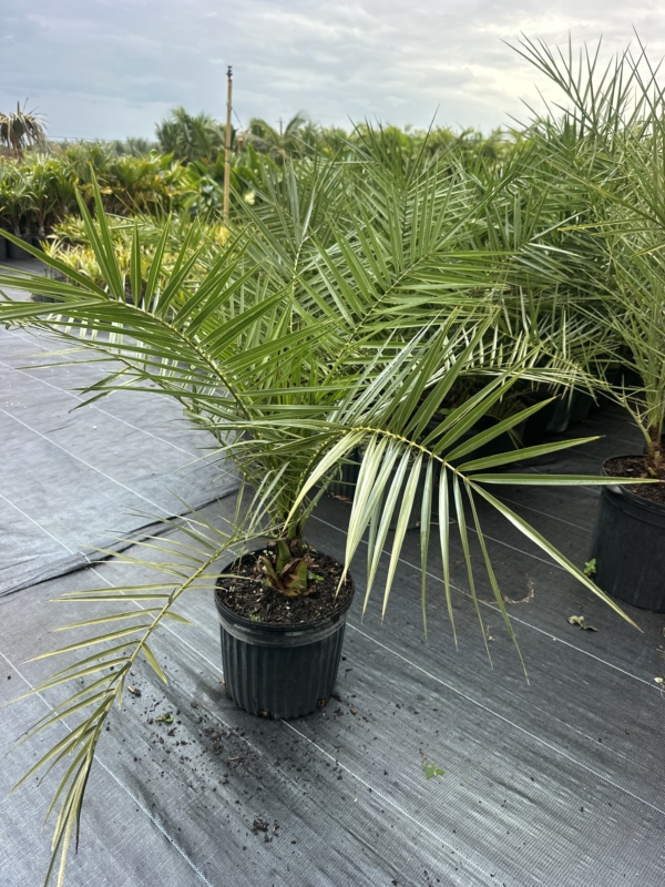 Phoenix canariensis