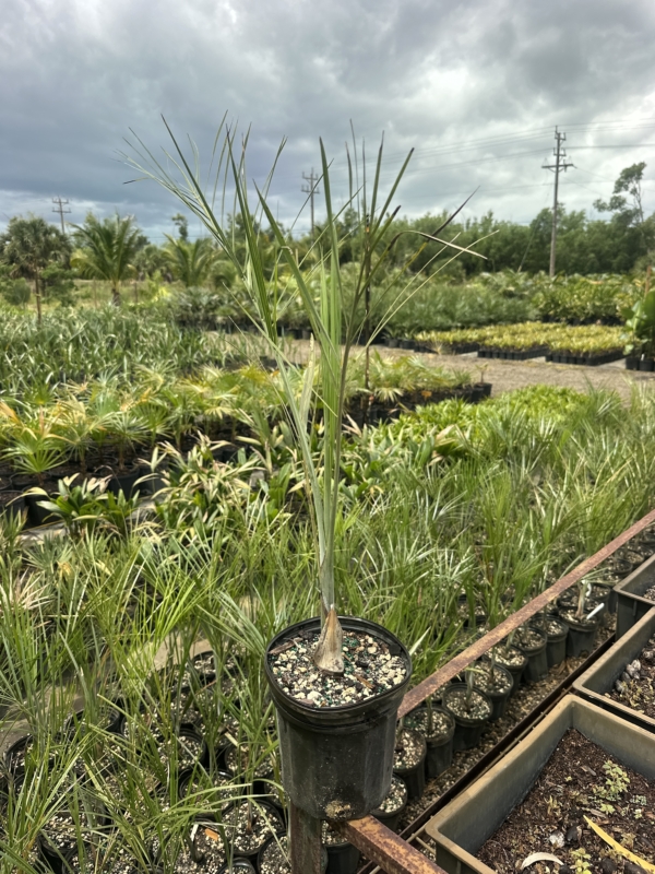 Pseudophoenix sargentii