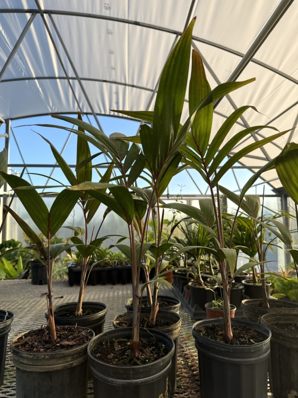 Adonidia dransfieldii