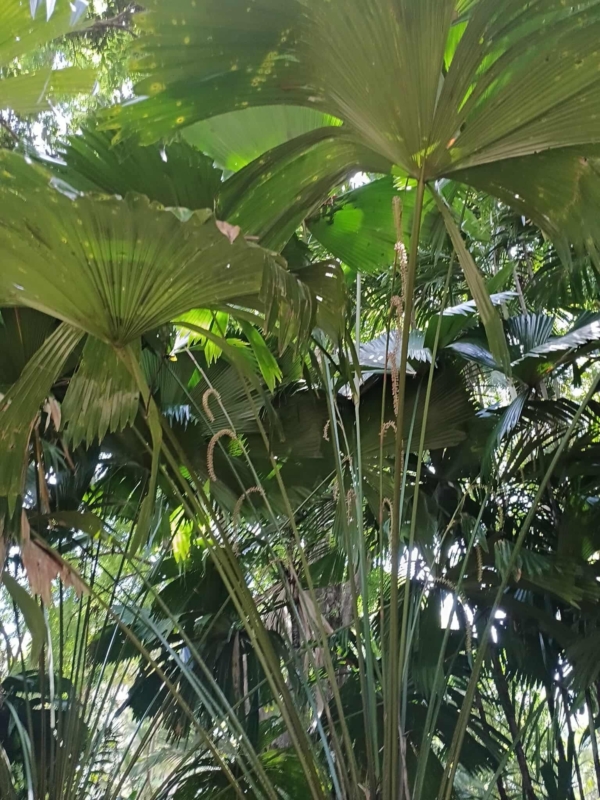 Licuala peltata var. sumawongii