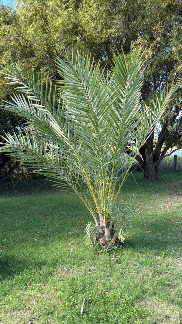Phoenix dactylifera