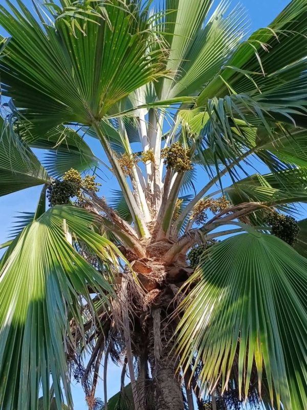 Pritchardia pacifica