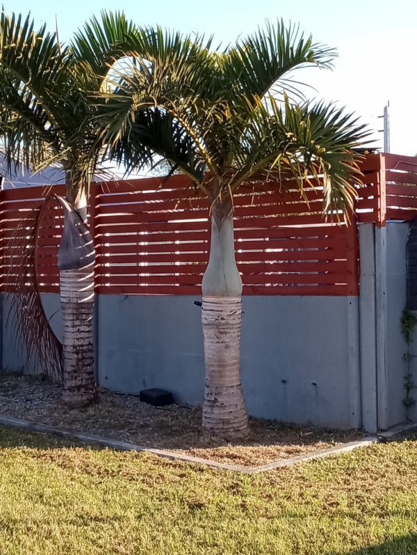 Hyophorbe verschaffeltii