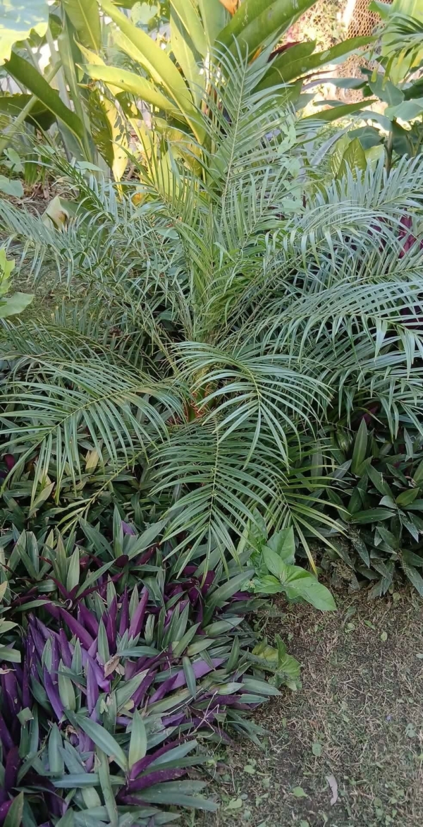 Phoenix roebelenii