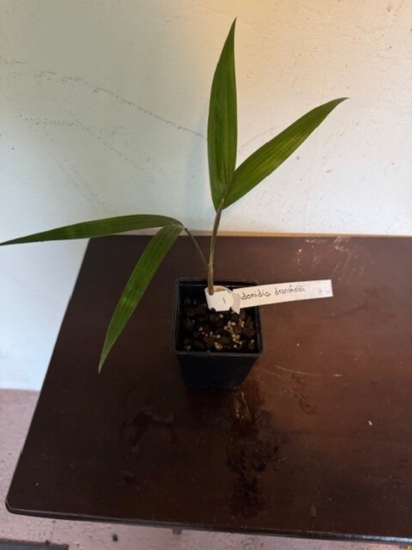 Adonidia dransfieldii