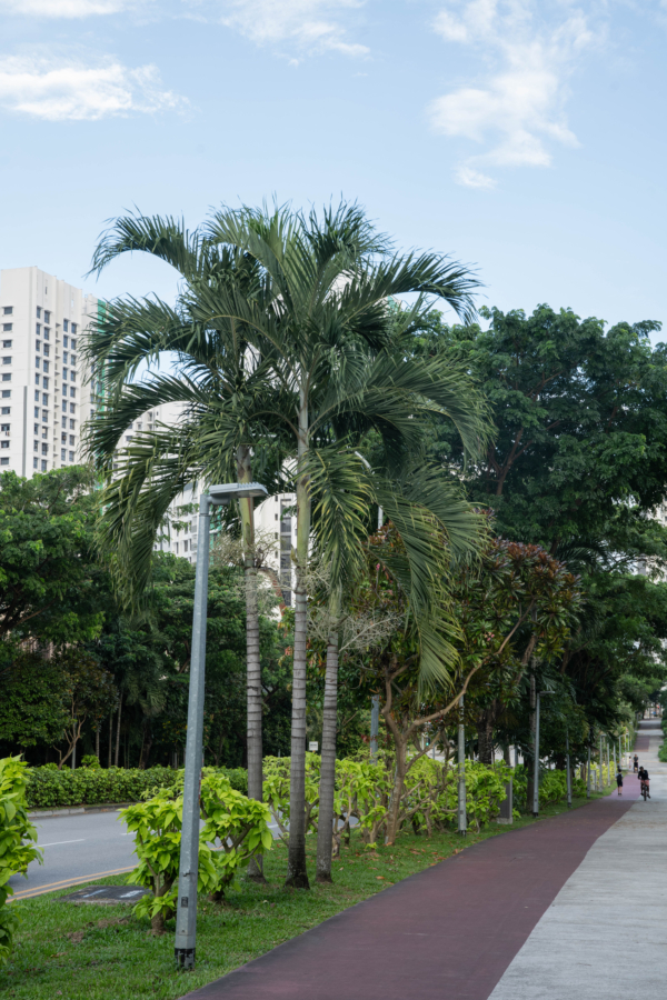 Adonidia dransfieldii