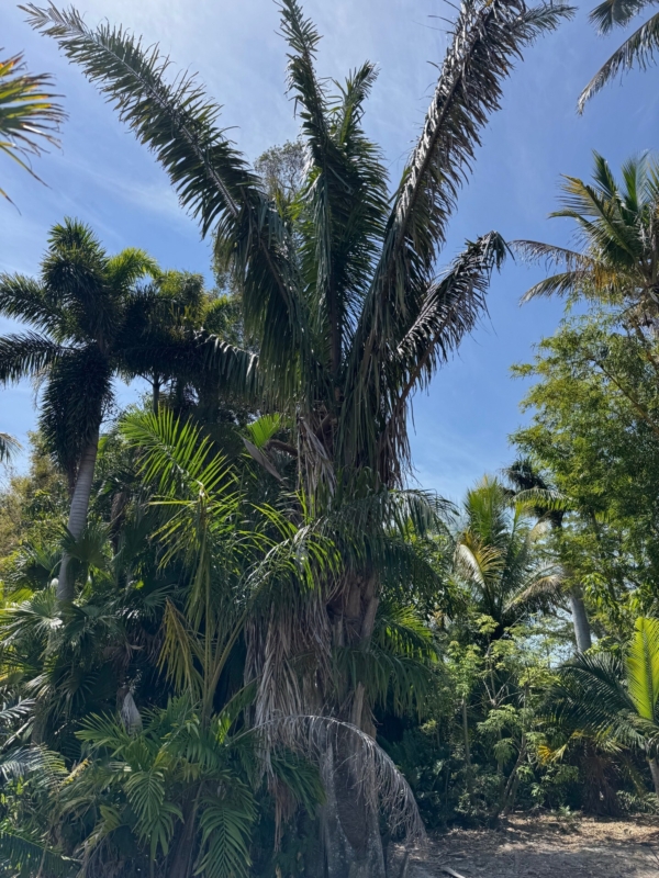 Attalea cohune