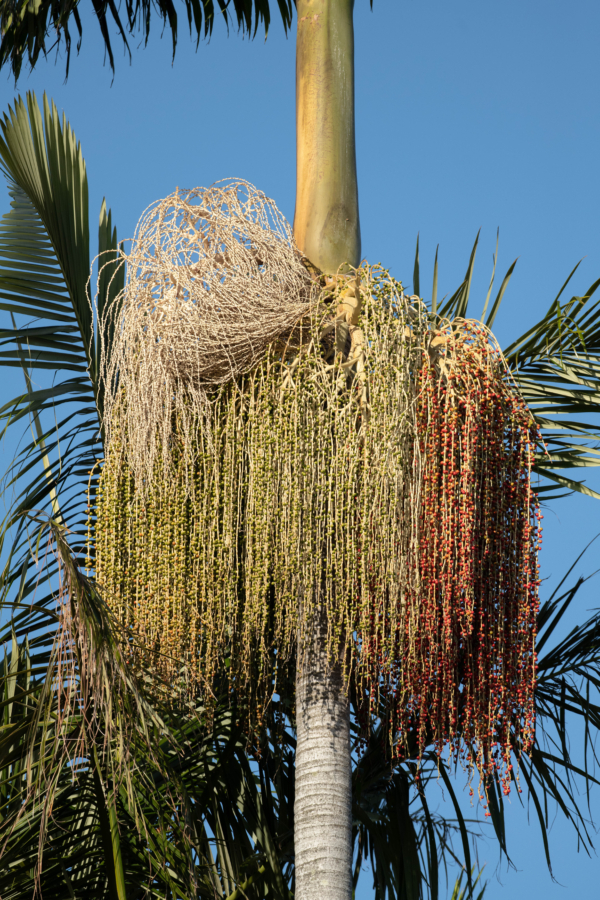 Archontophoenix cunninghamiana