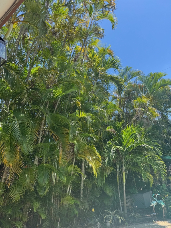 Chrysalidocarpus lutescens