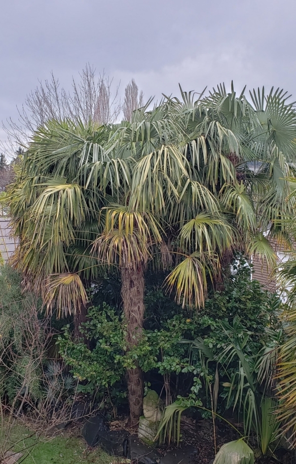 Trachycarpus nov. ssp. (Nova)