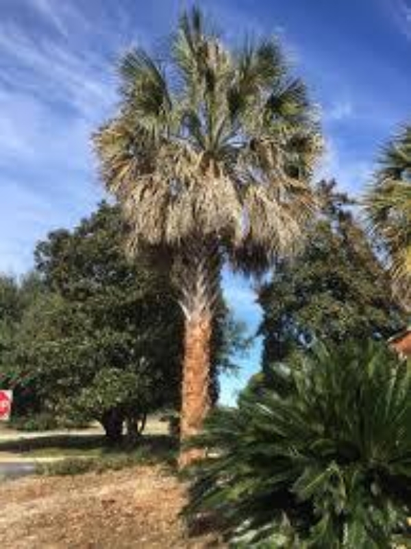 Sabal causiarum x palmetto