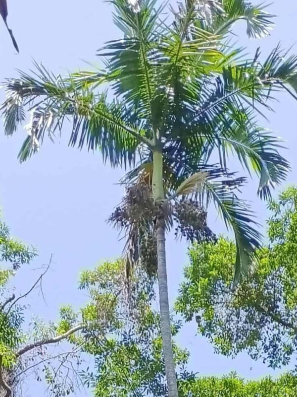 Actinorhytis calapparia