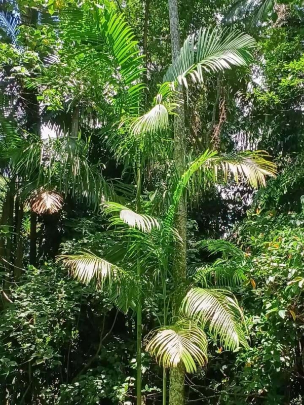 Actinorhytis calapparia