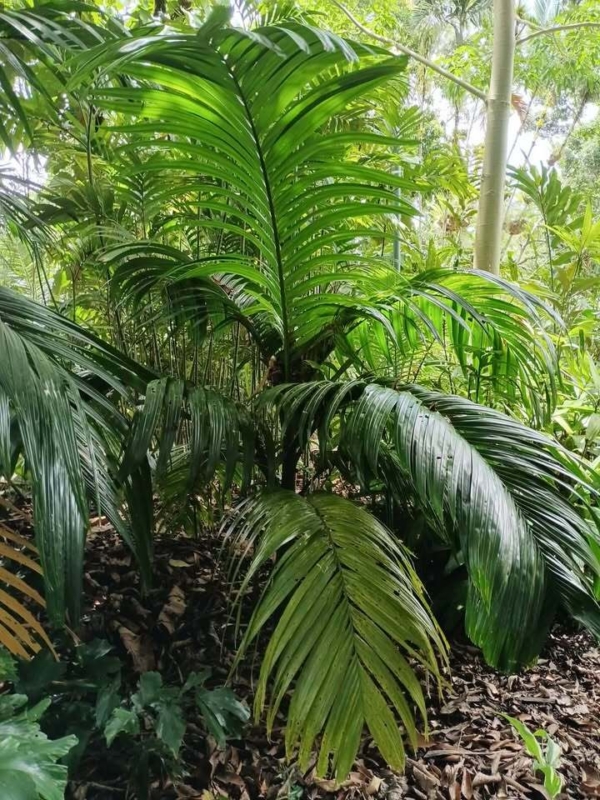 Areca catechu