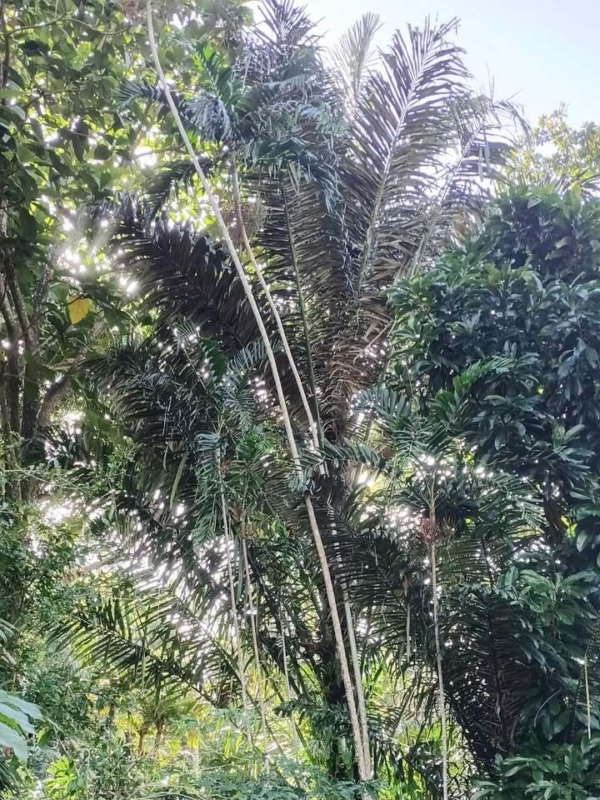Arenga pinnata