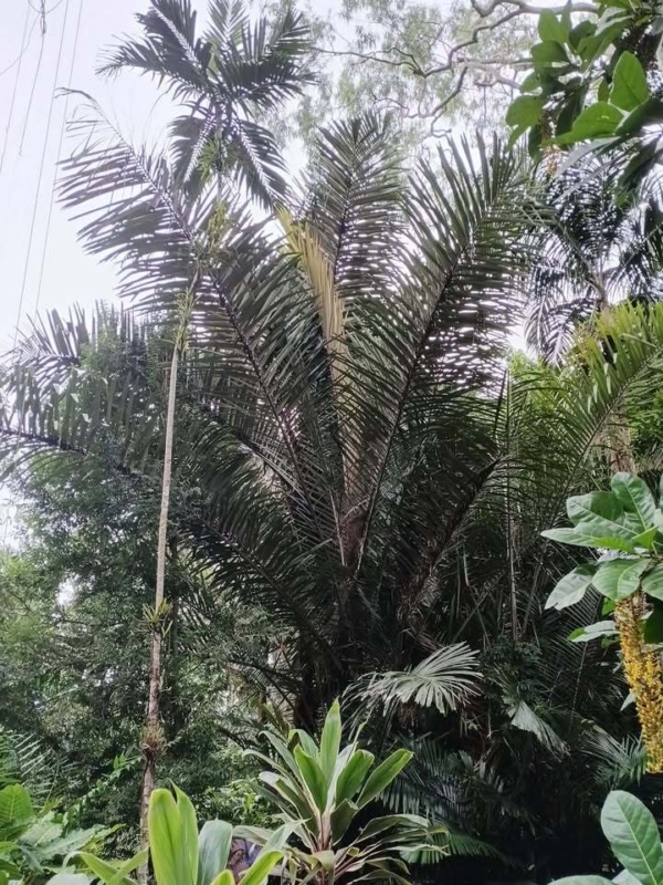 Arenga pinnata