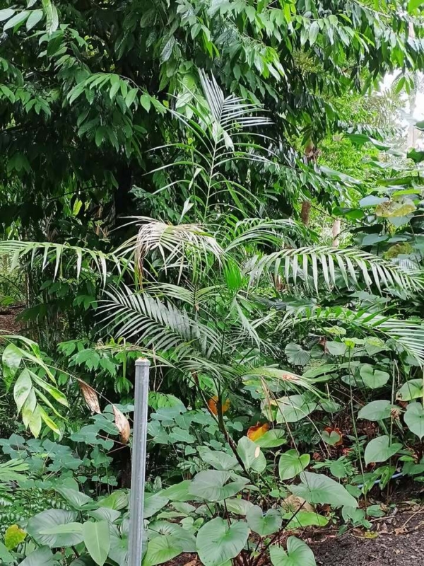 Chamaedorea hooperiana