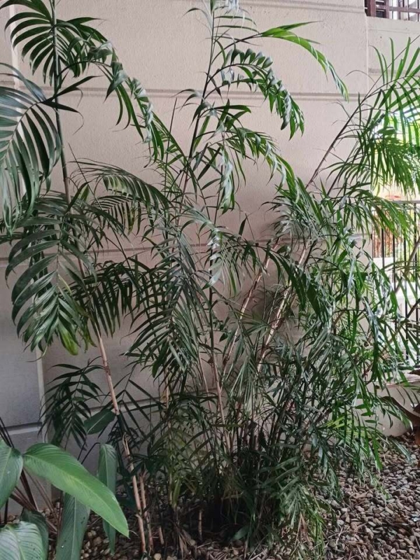 Chamaedorea seifrizii