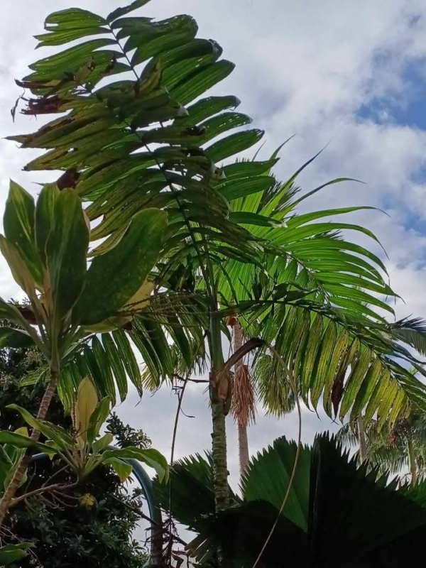Chamaedorea tepejilote