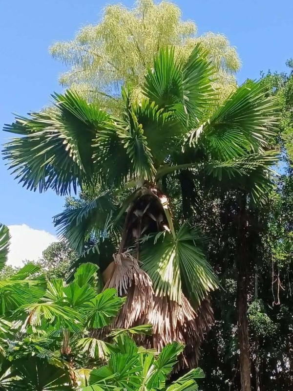 Corypha umbraculifera