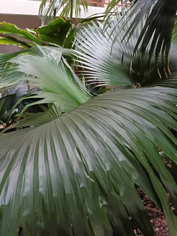 Kerriodoxa elegans