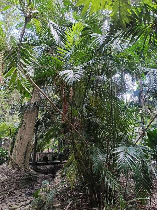 Ptychosperma schefferi