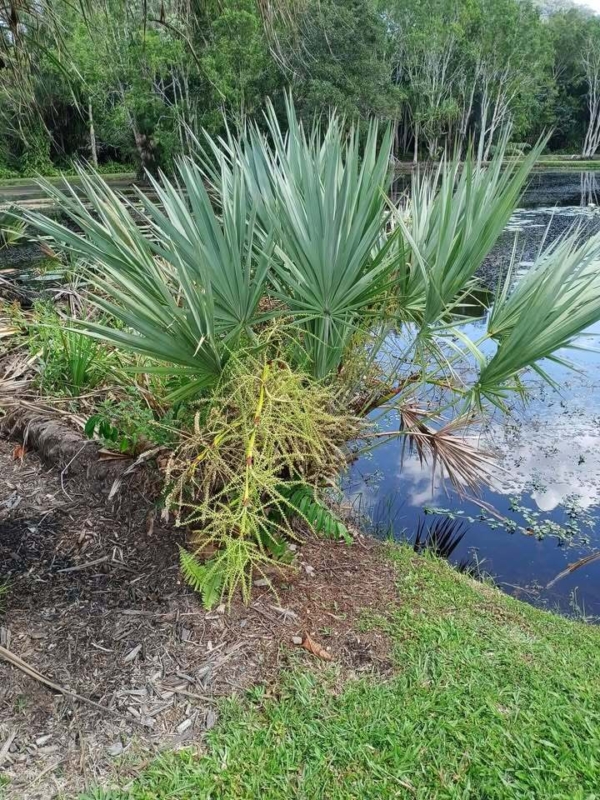 Serenoa repens sp. silver