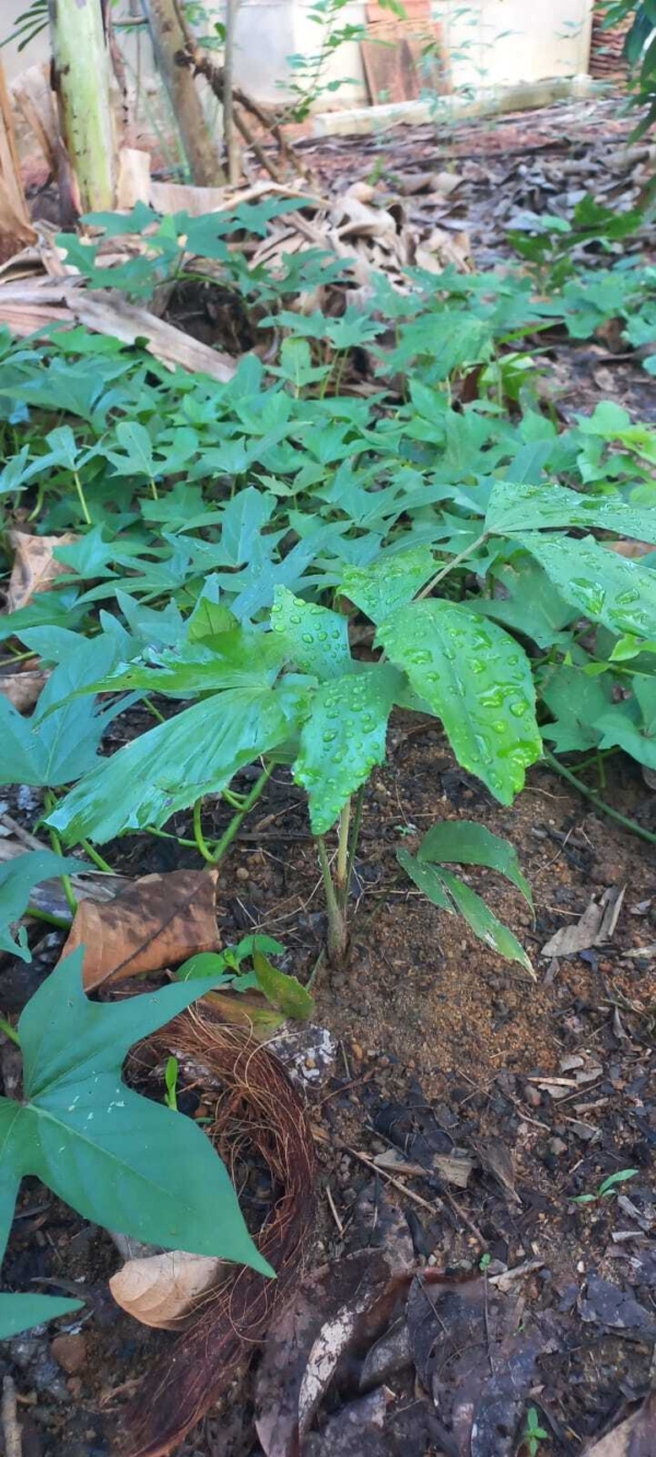 Caryota urens