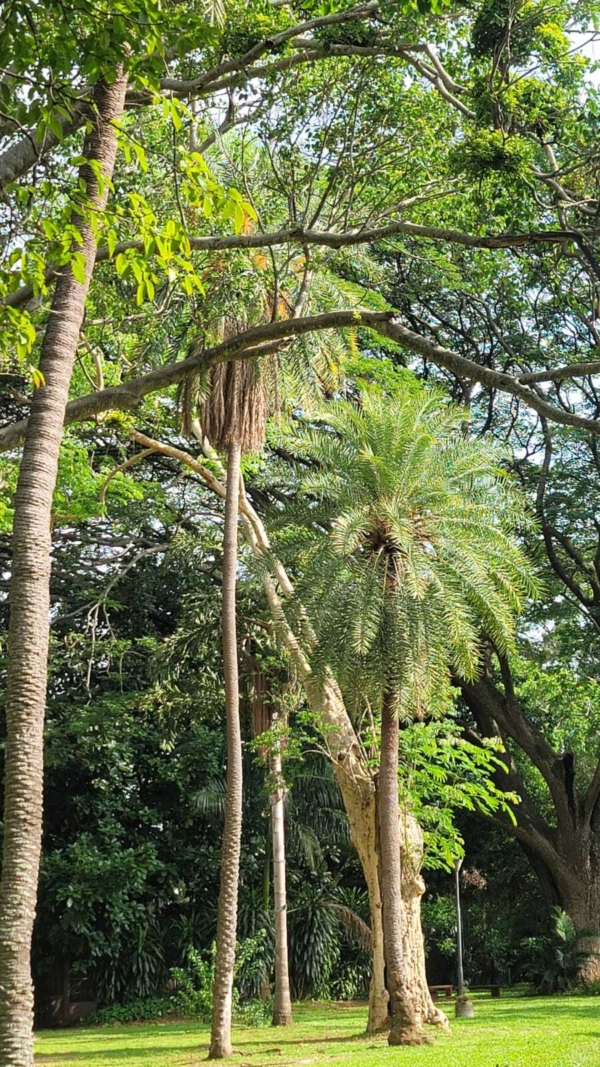 Phoenix sylvestris