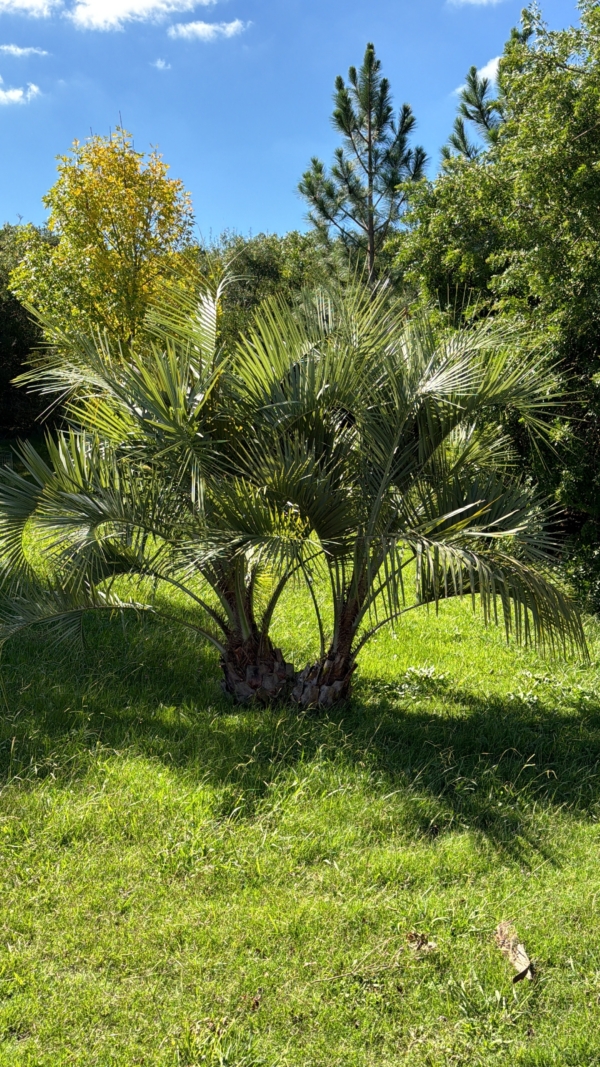Butia capitata