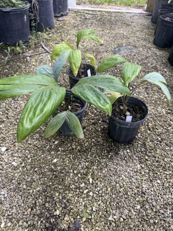 Chambeyronia macrocarpa