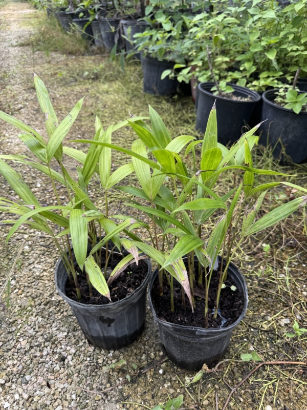 Euterpe edulis