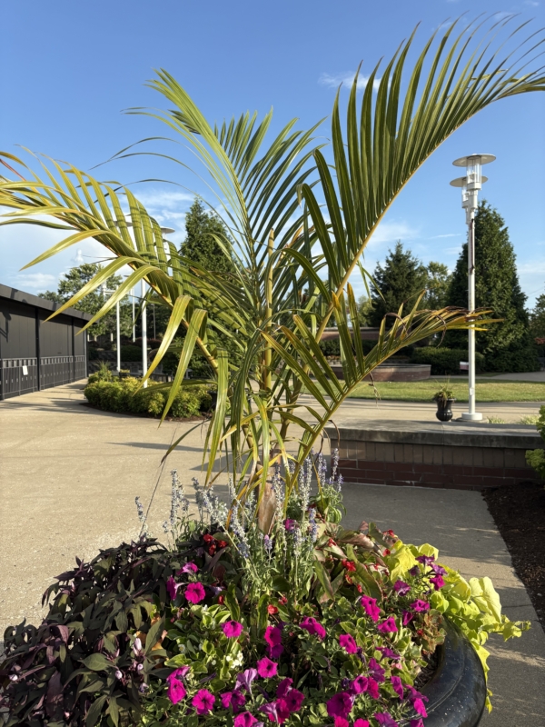 Hyophorbe verschaffeltii