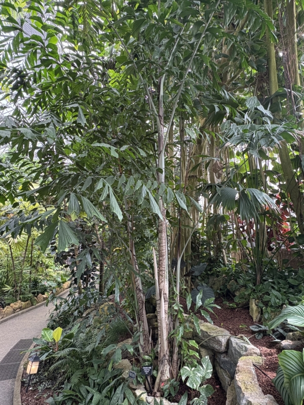 Caryota mitis
