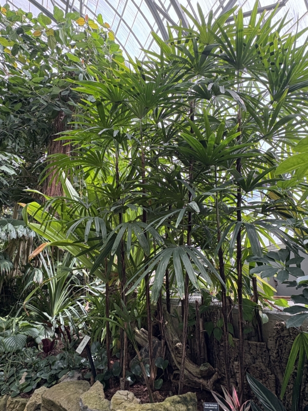 Rhapis excelsa