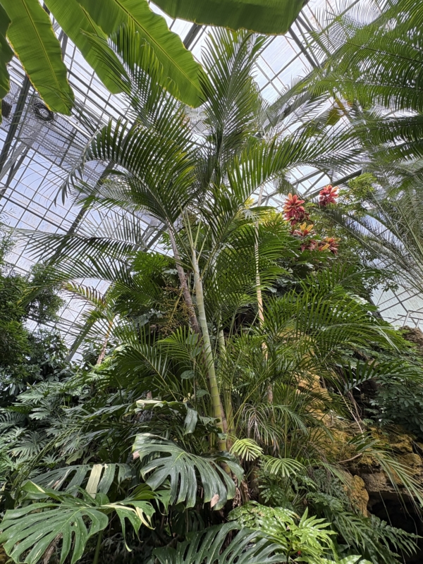 Chrysalidocarpus lutescens