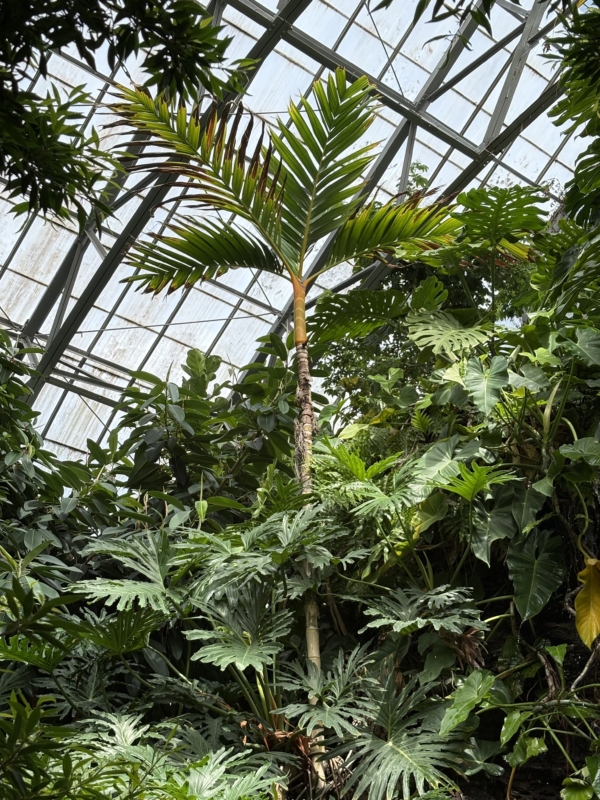 Areca vestiaria - orange