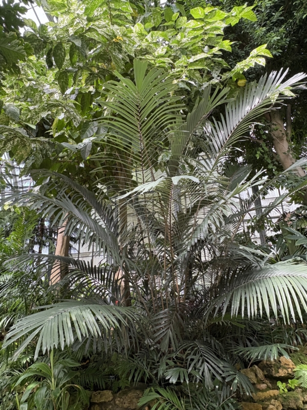Arenga engleri